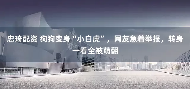 忠琦配资 狗狗变身“小白虎”，网友急着举报，转身一看全被萌翻