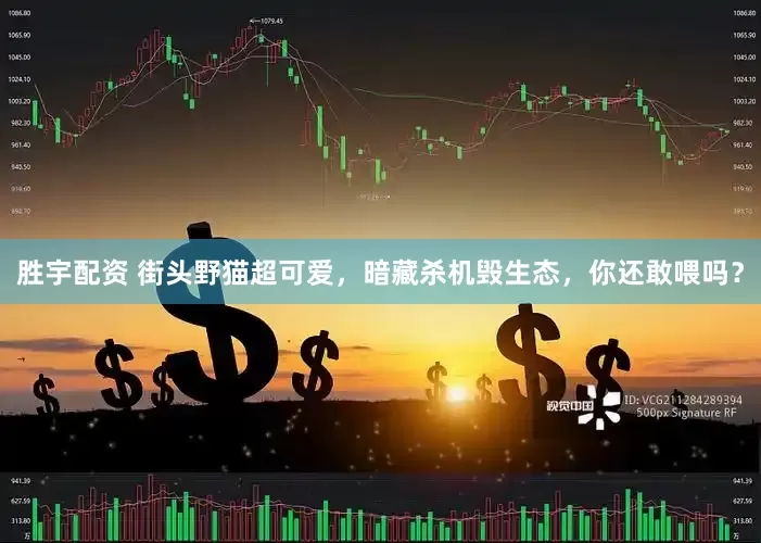 胜宇配资 街头野猫超可爱，暗藏杀机毁生态，你还敢喂吗？